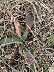 Symphyotrichum oolentangiense