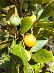 Solanum guineense