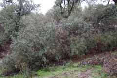 Cistus ladanifer