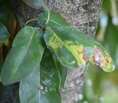 Phyllocnistis magnoliella