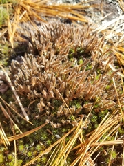 Selaginella rupestris