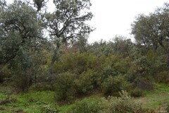 Cistus ladanifer