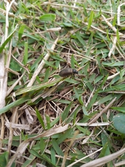 Lagria villosa