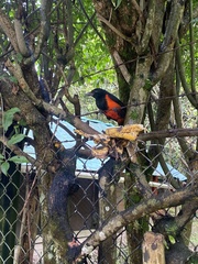 Hypopyrrhus pyrohypogaster