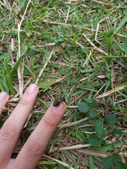 Lagria villosa