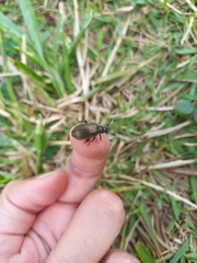 Lagria villosa