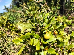 Solanum guineense