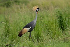 Balearica regulorum