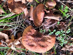 Armillaria ostoyae