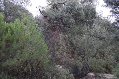 Pinus pinea