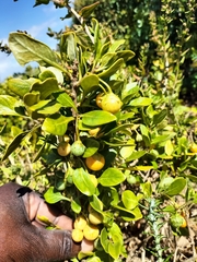 Solanum guineense