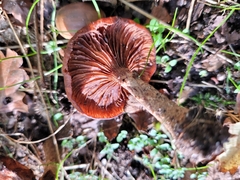 Armillaria ostoyae