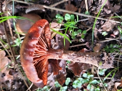 Armillaria ostoyae