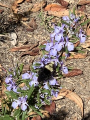 Bombus vosnesenskii
