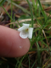 Viola