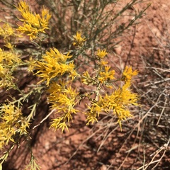 Chrysothamnus viscidiflorus