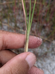 Andropogon cumulicola
