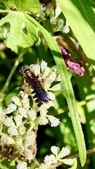 Myzinum quinquecinctum