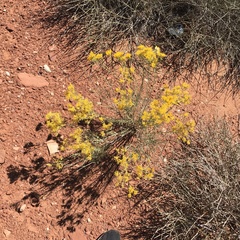 Chrysothamnus viscidiflorus