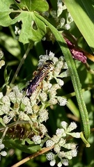 Myzinum quinquecinctum