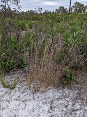 Andropogon cumulicola