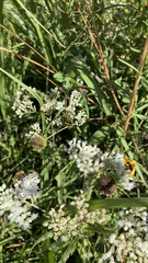 Myzinum quinquecinctum