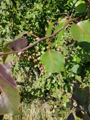 Pyrus calleryana
