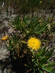 Conicosia pugioniformis