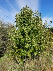 Pyrus calleryana
