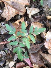 Sceptridium biternatum