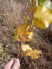 Populus