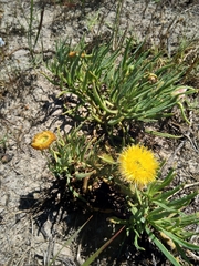 Conicosia pugioniformis