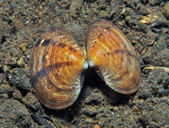 Callista planatella