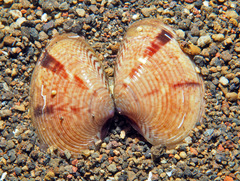 Callista planatella