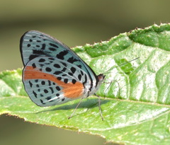 Eunica chlororhoa