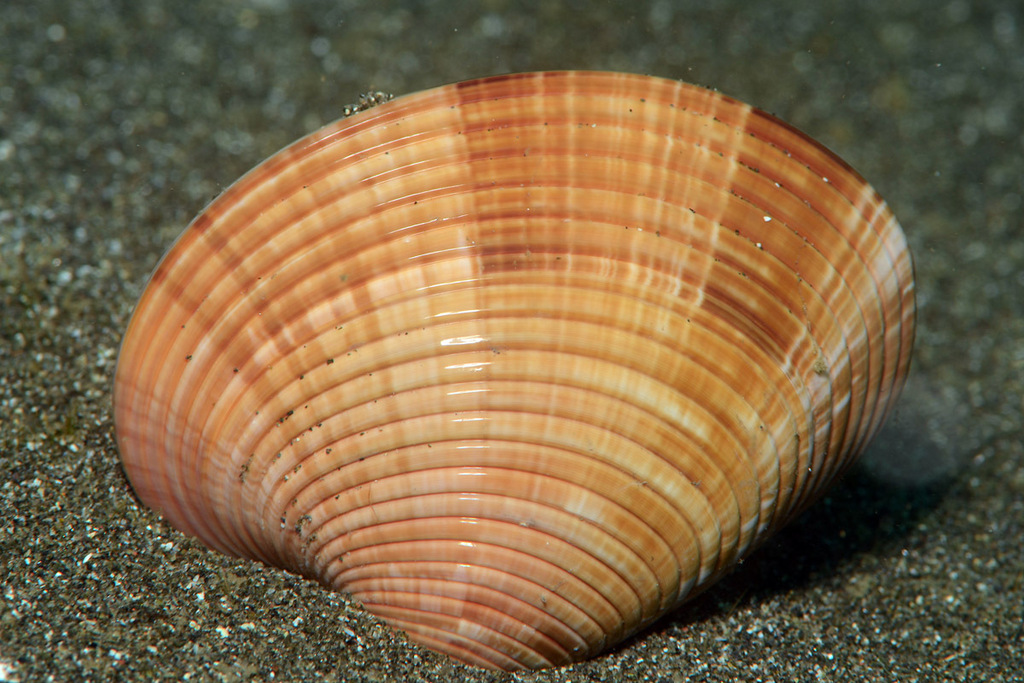Callista planatella from Gilimanuk, Bali, Indonesia on October 31, 2012 ...