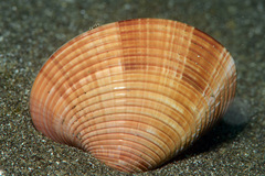 Callista planatella