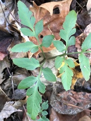 Sceptridium biternatum