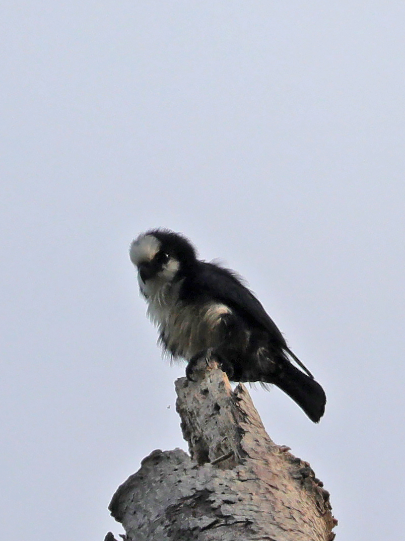 Microhierax latifrons Sharpe, 1879