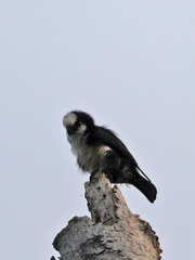 Microhierax latifrons