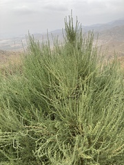 Salsola oppositifolia
