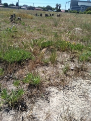 Conicosia pugioniformis