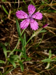 Dianthus