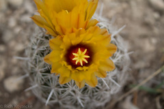 Coryphantha echinus