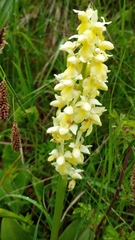 Orchis pallens