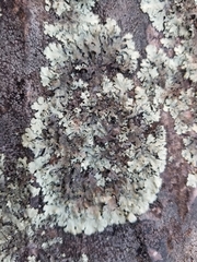 Xanthoparmelia conspersa