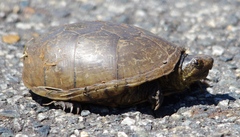 Kinosternon subrubrum subrubrum