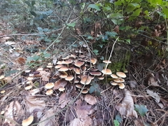 Hypholoma lateritium