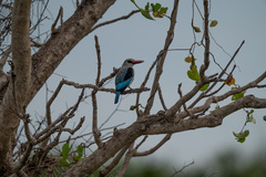 Halcyon senegalensis