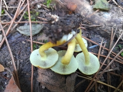 Hypholoma lateritium